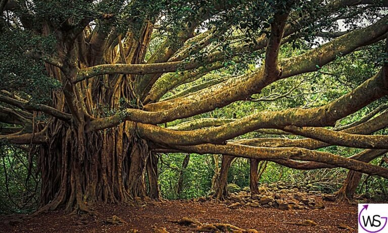 Essay On Banyan Tree